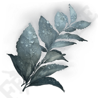 Dewkissed Herba *999