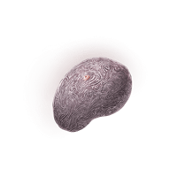 Fingerprint Nostrum *10