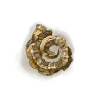 Golden Horn Tender *10