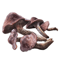 Redflesh Mushroom *999