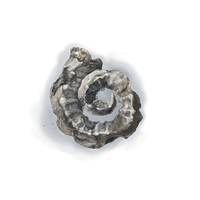 Silver Horn Tender *10