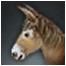 Brown Donkey